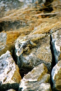 lizard