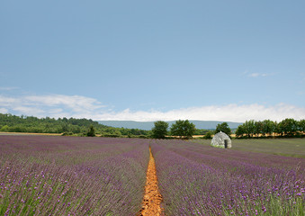 Champs de lavandes et borie