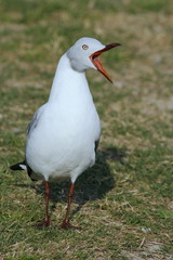 Seagull squawking