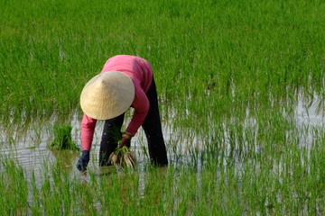 riziere, vietnam