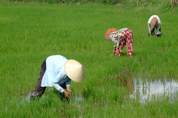 riziere, vietnam