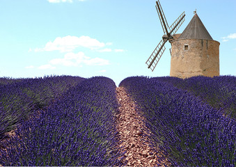 Lavendel en molen
