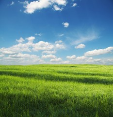 Obraz premium Grassland