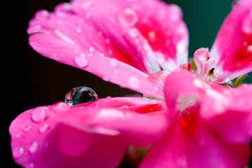 Geranium