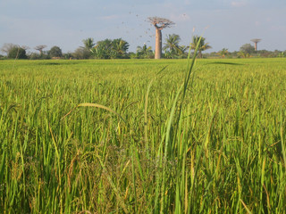 Rizière et baobab