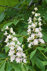 Close-up of blooming chestnut tree flowers