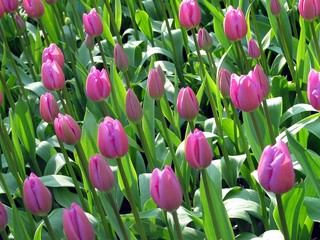 Tulipanes Violetas Cerrados