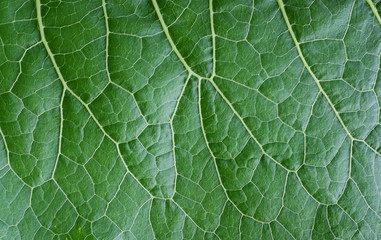 Cellular structure of a green leaf 