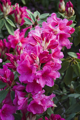 Beautiful and colorful lowers in Butchart Gardens