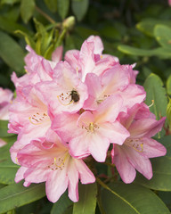 Obraz premium Beautiful and colorful lowers in Butchart Gardens