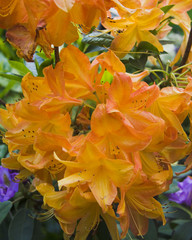 Fototapeta na wymiar Beautiful and colorful lowers in Butchart Gardens