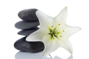 madonna lily and spa stone on white