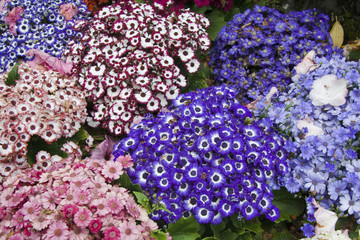 Beautiful and colorful lowers in Butchart Gardens, Victoria