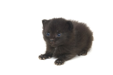 fuzzy black kitten on white