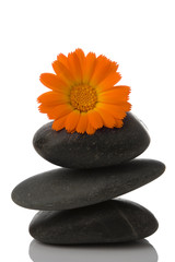 spa stone and orange flower on white background