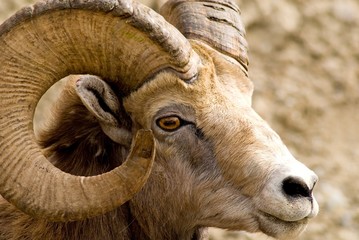 Big Horned Mountain Sheep