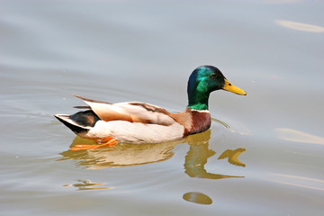Swimming Duck