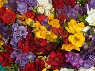 Blumenmarkt, bunte Fresien