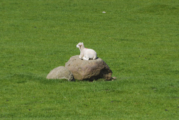 lamb on rock