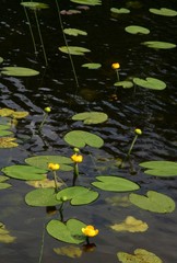 Yellow waterlilies