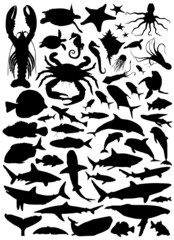 Obraz premium collection of fish vector