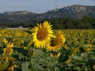 sunflowers
