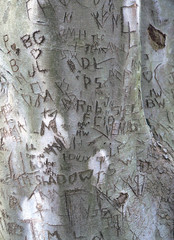 Initials carved into tree