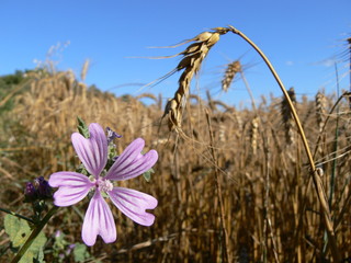 Obraz premium Fleur des champs