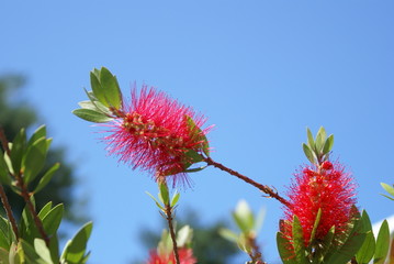 prickly red flower in blue sky
