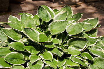 Green and White Hostas Growing in Pots in the Sunlight