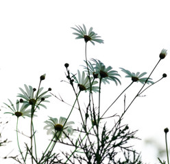 back view of daisies against white background