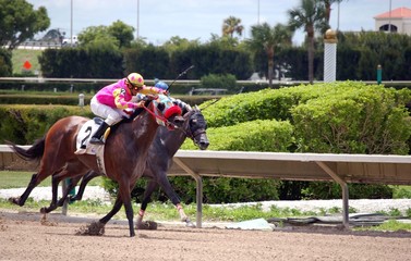 Horses Racing in the Stretch