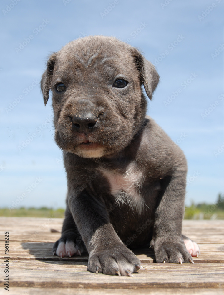 Canvas Prints chiot gris cane corso