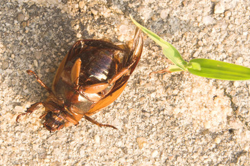 A June Bug that has met it's demise.