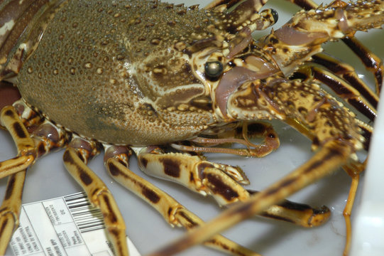 pesca-53