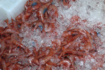 pesca-58
