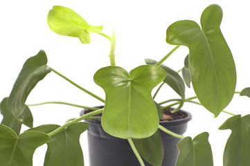 series object on white indoor green plants