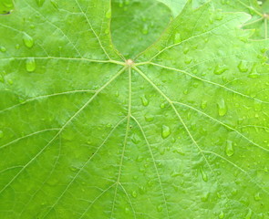 vine leaf background