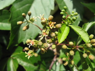 virginia creeper in flower