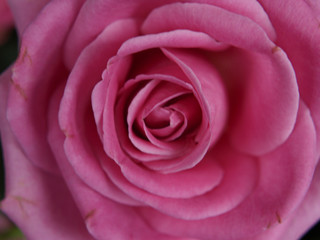 Obraz na płótnie Canvas Bloom of Pink Rose