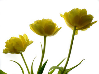 Gelbe Tulpe