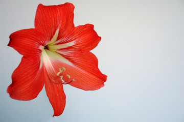 one beautiful red lily on light background
