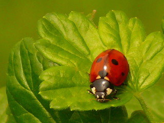 Fototapeta premium Marienkäfer