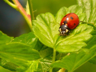 Obraz premium Talizman