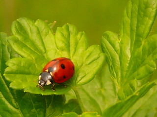 Marienkäfer