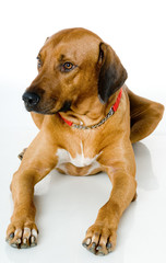 A large pet dog lying on white floor in studio