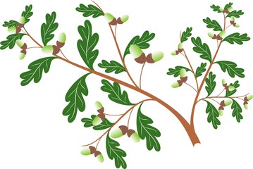 Oak branch