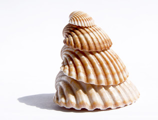 conchas apiladas