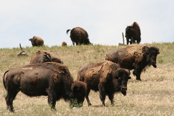Bisons bei Pine Ridge
