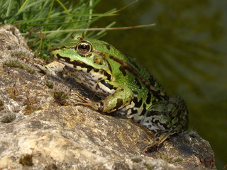 Grenouille à la bronzette
